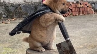 'I really like puppies.'