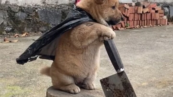 'I really like puppies.'