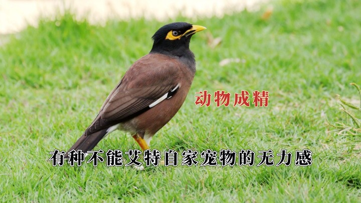 Đây nuôi gì chứ, rõ ràng là nuôi điềm lành! Ngậm tiền về báo ân