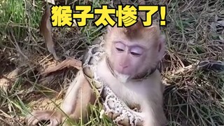 Ternyata monyet yang dulu sombong dan arogan, ternyata setelah keluar negeri pun hanya berada di bag