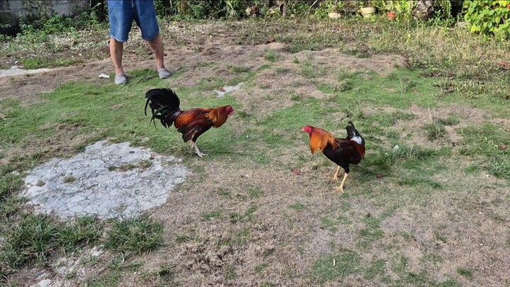 Training Boston Roundhead vs. Sweater