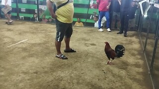 Arcontiça dasma hack fyt gold x tolitz white