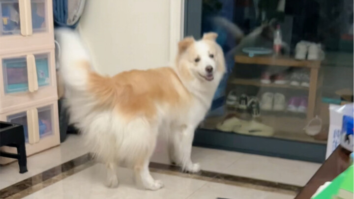 Bị tiêu chảy rồi, bảo sao cứ ra hiệu đòi ra ngoài hoài #Border Collie Chen Bella