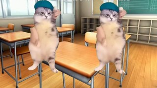 【Cat meme】My nine-year home dance career so far (Part 1)