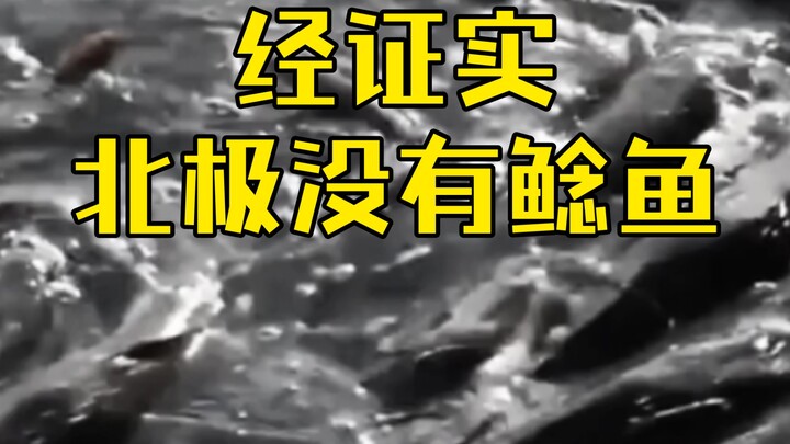 The epic documentary “The Legend of the Arctic Catfish”
