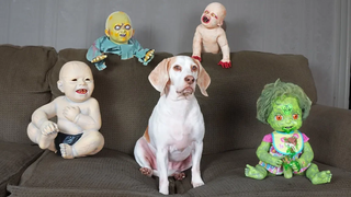 Cute Dog vs Zombie Babies เล่นตลกฮัลโลวีน สุนัขน่ารัก Maymo และ Pot Pie