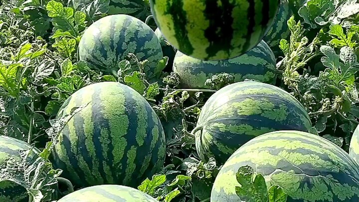 Urgent! Whose watermelon has fallen?