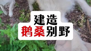 给鹅桑盖别野。