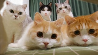 Agar bisa tidur dengan 5 kucing, tuan rumah membeli boks bayi sehingga tuan rumah tidak perlu lagi t