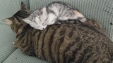 [Mèo] Một video ấm áp của 2 chú mèo nhỏ~