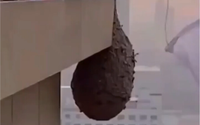 Lihat bagaimana sarang tawon dibongkar