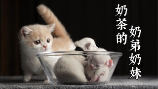 这个UP终于要吃小奶猫了！