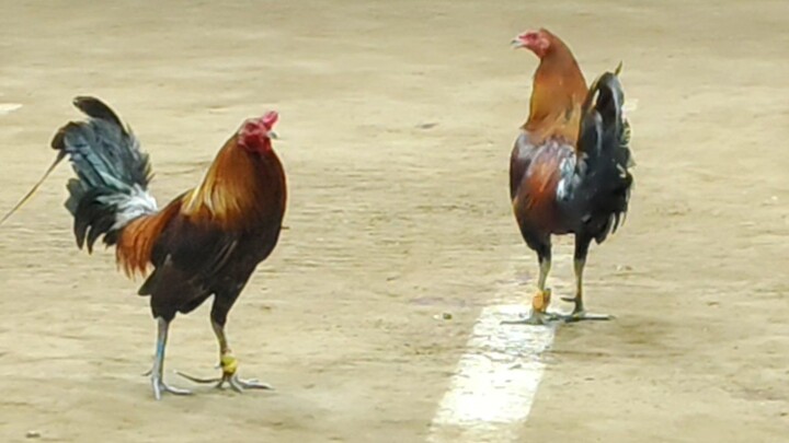 Mayahin vs Mayahin  basagan ng pula..