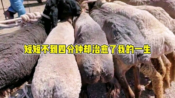 ใจละลายไปแล้ว! แค่ไม่ถึงสี่นาทีกลับเยียวยาชีวิตฉันได้เลย!
