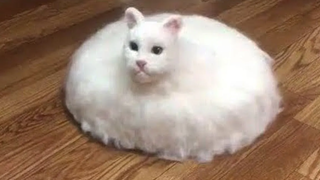 วิดีโอแมวและสุนัขที่สนุกที่สุดที่ทำให้คุณหัวเราะได้ใน 20 นาที - วิดีโอสัตว์ตลก 25