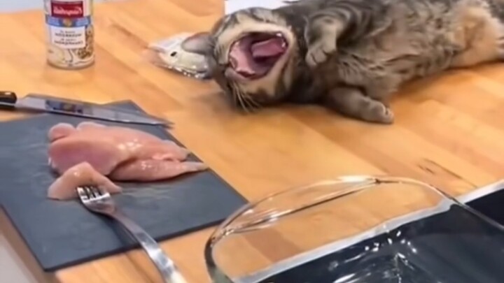 The cat’s little tricks are all put to good use when it comes to eating…
