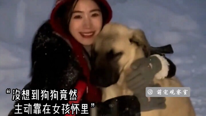 “Clumsy little puppies start to love humans as soon as you pat them on the head”