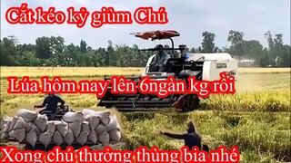 Chủ Ruộng Quá Triệu Chơi Luôn l Lúa Lên Lên Hơn 6kg l Thưởng Cho Anh Em Tài Xế Quá Dử
