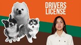 drivers license but Dogs Sung It (Doggos and Gabe)