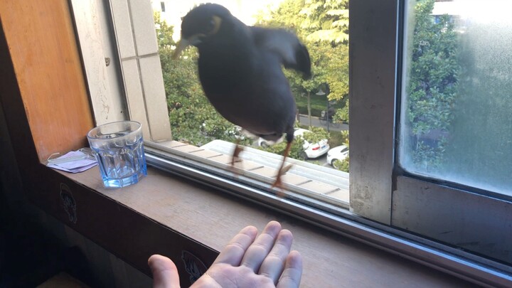 Burung siapa yang salah masuk rumah?