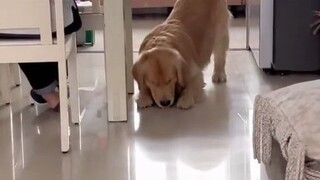 Little Golden Retriever: Another day of stealing and playing tricks~
