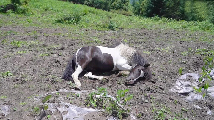 What it does to a horse if home is too big!