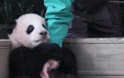 On January 7, 2021, I first met Xiaofubao; ever since she was little, she’s never let go of her gran