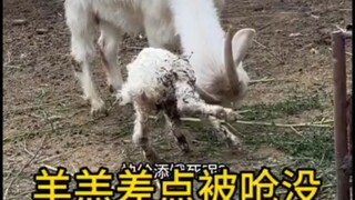 Mẹ cừu hình như hơi ngốc