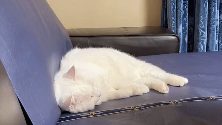 The weather has turned chilly, and Dami, with plenty of sleep experience, has already moved from her