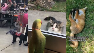 Animals are all so pure.