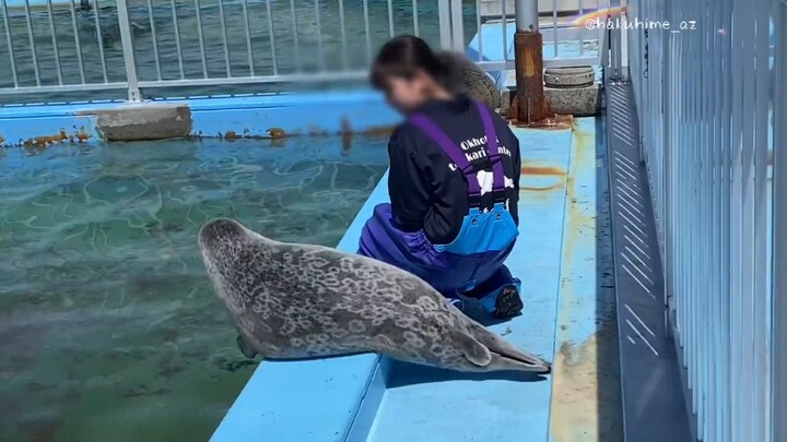 يا للتعب! النمر ما بده ينزل.