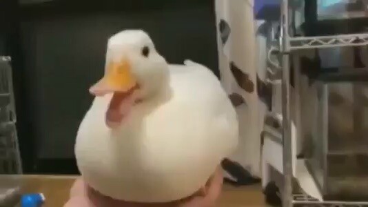 Duck.