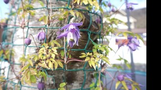 ปลูก Clematis Alpina ปีที่แล้ว ปีนี้ดอกสวยสีม่วง บานช่วงเมษา-พฤษภา