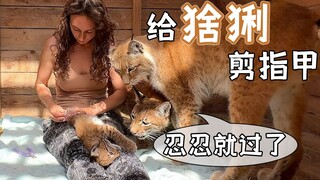 สุดยอดประสบการณ์ปีนระดับสูงสุด! ประสบการณ์สุดท้าทาย: ตัดเล็บให้ครอบครัวลิงซ์ "แมวตัวใหญ่"