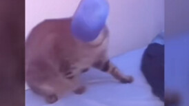 The Cat’s Confusing Behavior