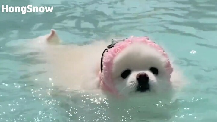 Wow! The puppy that jumped into the water has turned into a sea lion.