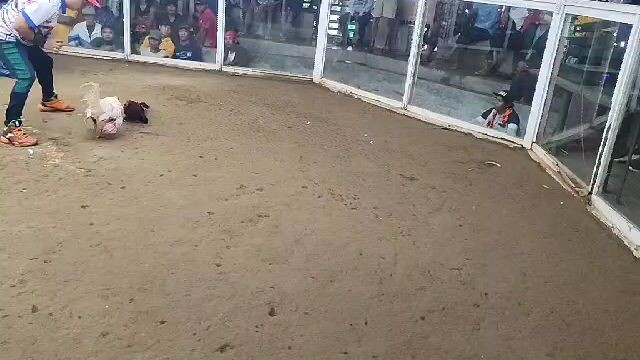1st fight Win (kawawa pero ibinigay parin ang panalo)