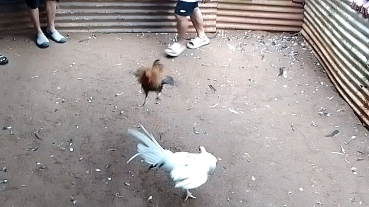 2nd fight ng sinibilang WIN parin....