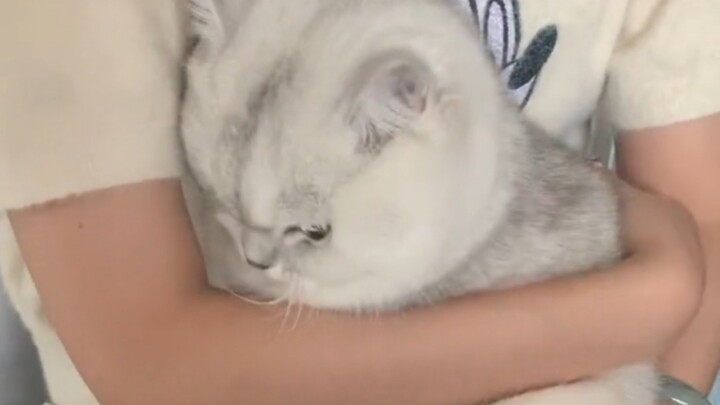 Ternyata kucing juga bisa minder di keramaian!