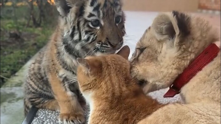 Kucing Menyedot Kucing