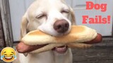 💥Funniest Dog Fail Viral Weekly LOL😂🙃💥 of 2019| Funny Animal Videos💥👌