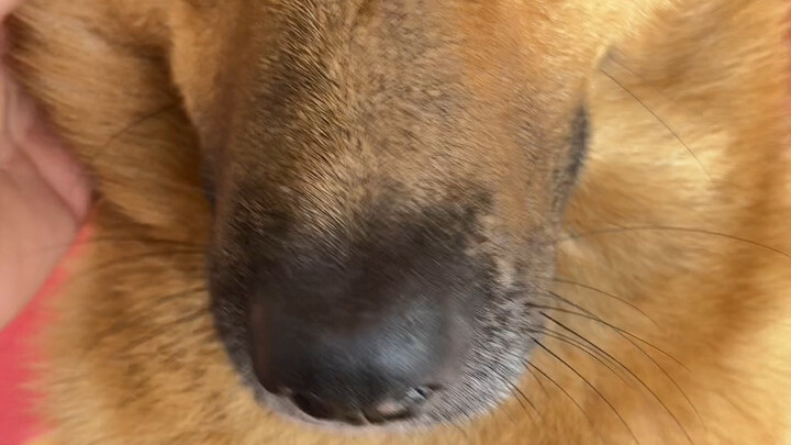 Aku benar-benar melihat rasa terkejut dan tak percaya di mata anjing itu?!!