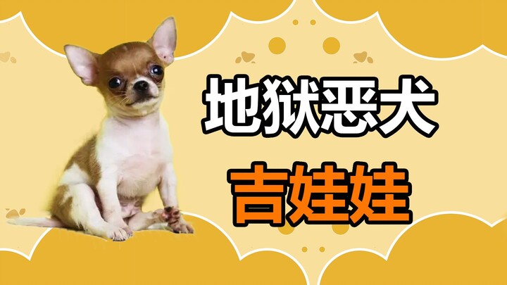 Pet trivia: The Chihuahua, dubbed the “hellhound,” is endlessly praised by those who’ve owned one!