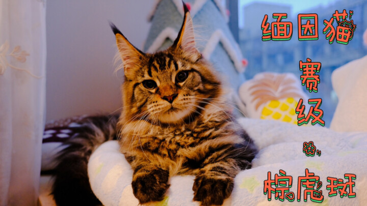 【Mèo Maine Coon】Đã xếp hàng hai năm, cuối cùng mèo Maine Coon cũng về đến nhà rồi! (Do đợi quá lâu n