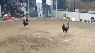 pula vs pula