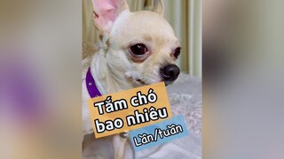 Tắm chó bao nhiêu lần trên tuần (p1)! pet thucung thucungdethuong nuoidaythucung kcbweb chó chó_cưng