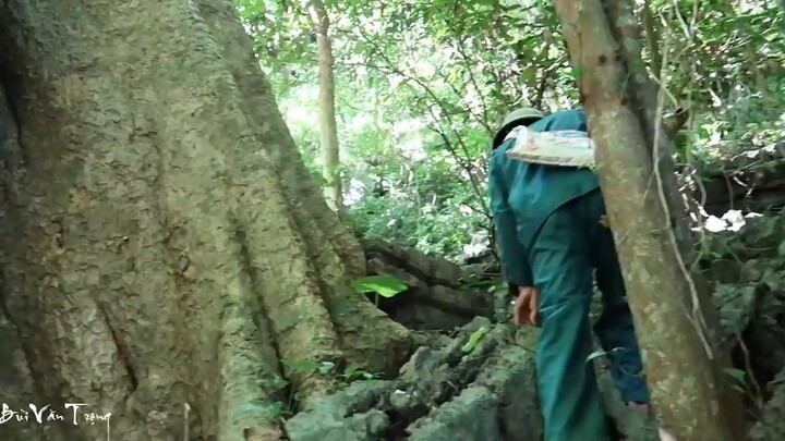 Sinh Tồn Trong Rừng Hoang (tập 8)✯Đi Tìm Đồ Ăn Trong Rừng✯Núc Nác Nướng