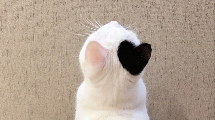 Trải nghiệm khi có một chú mèo toàn nghĩ về tình yêu là như thế nào?