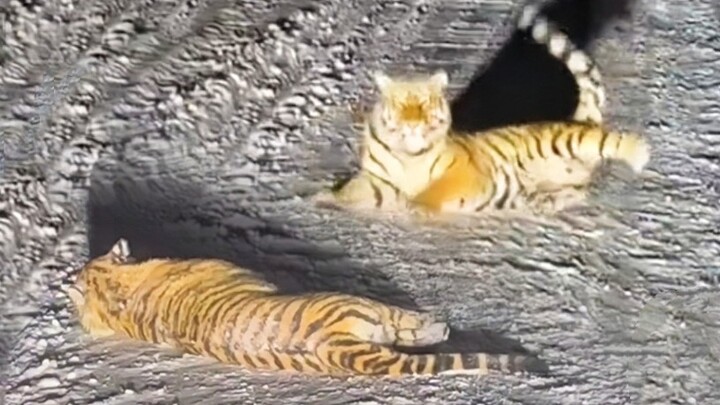 Vương Thanh, Cát Lâm: Hai con hổ Đông Bắc nghi thực hiện “đòn nhảy thần tiên”