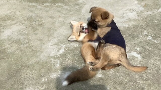 A Love Story among 2 Foxes and a Puppy